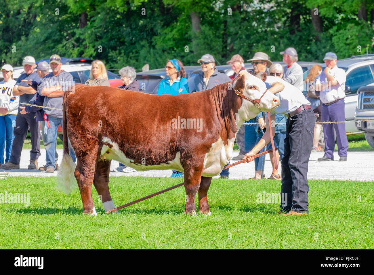 Giovane uomo posizioni attentamente il suo pregiato hereford indurimento del bestiame a livello locale rientra in fiera. Foto Stock