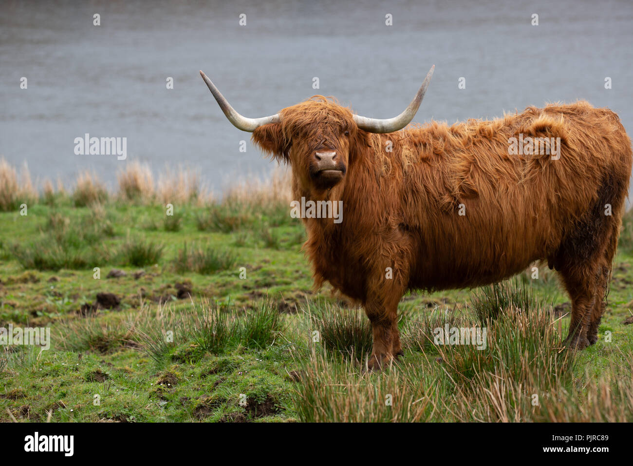 Bellissima Scozia Foto Stock