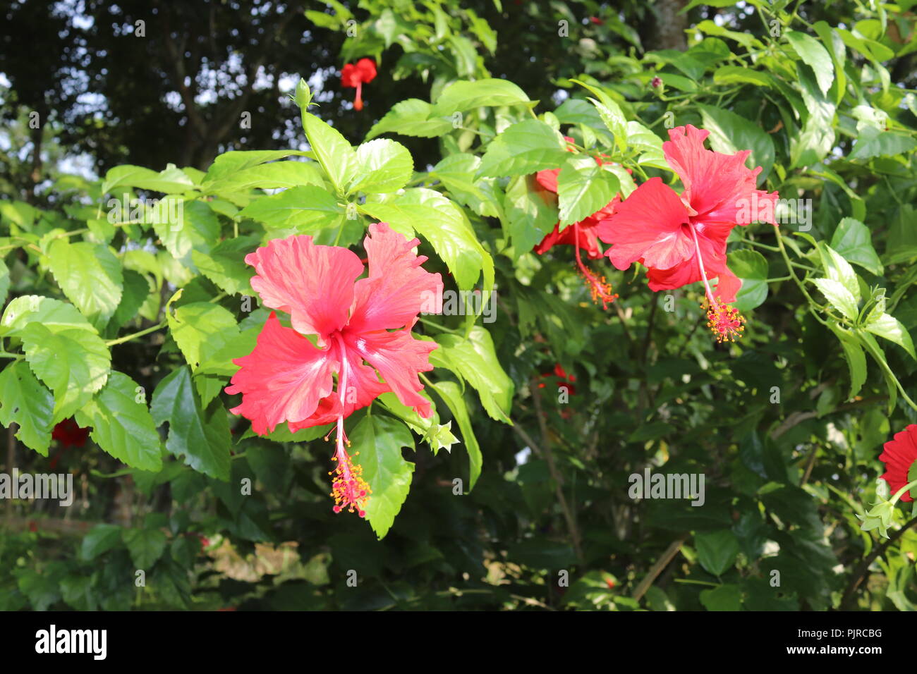 Colore rosso hibiscus fiore (joba ful) con foglie di pianta blurry.Rosa e colore rosso joba fiore.Rosso Hibiscus fiore Blooming.Hibiscus rosa-sinensis. Foto Stock