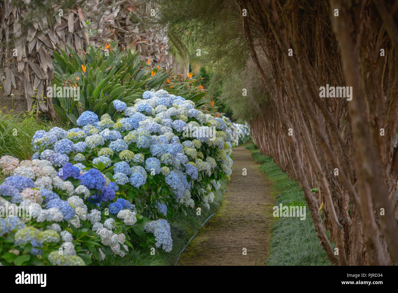 Le Ortensie (Hydrangea), Monte Palace Tropical Garden, Monte, Funchal, Madeira, Portogallo, Hortensien (Hydrangea) Foto Stock