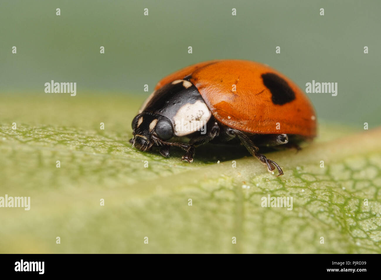 2-spot Ladybird (Adalia bipunctata) a riposo su foglie di betulla. Tipperary, Irlanda Foto Stock