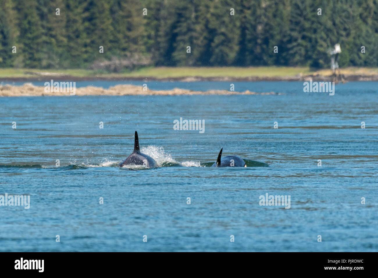 Un pod di transitorio selvatici Orcas feed nel Wrangell si restringe off Frederick suono nell isola di San Pietroburgo, Alaska. Orcas noto anche come orche sono i principali membri della famiglia dei delfini e delle frequenti le acque ricche di Federico suono durante i mesi estivi. Foto Stock