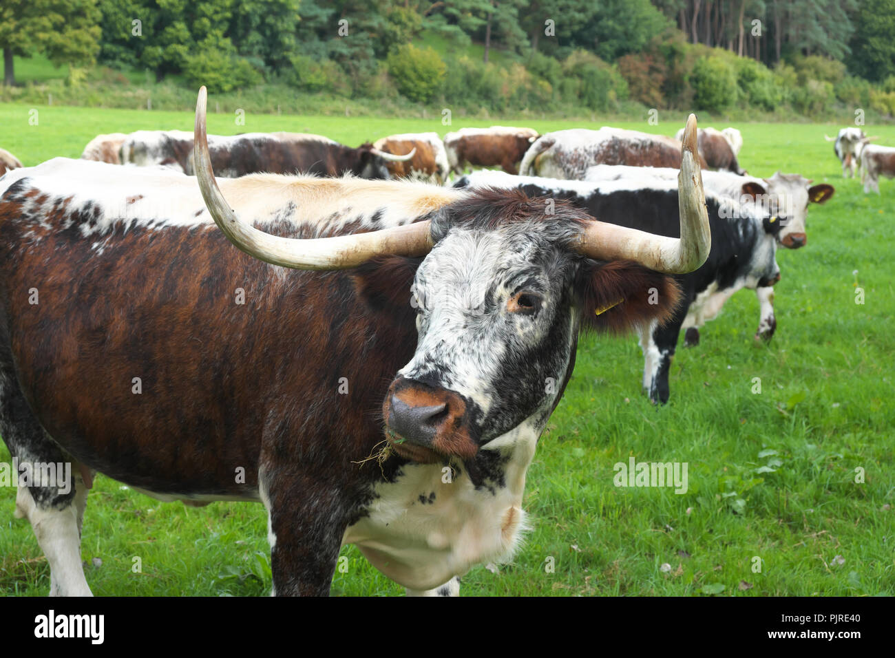 Longhorn mandria nel campo di pascolo di erba in Herefordshire UK Foto Stock