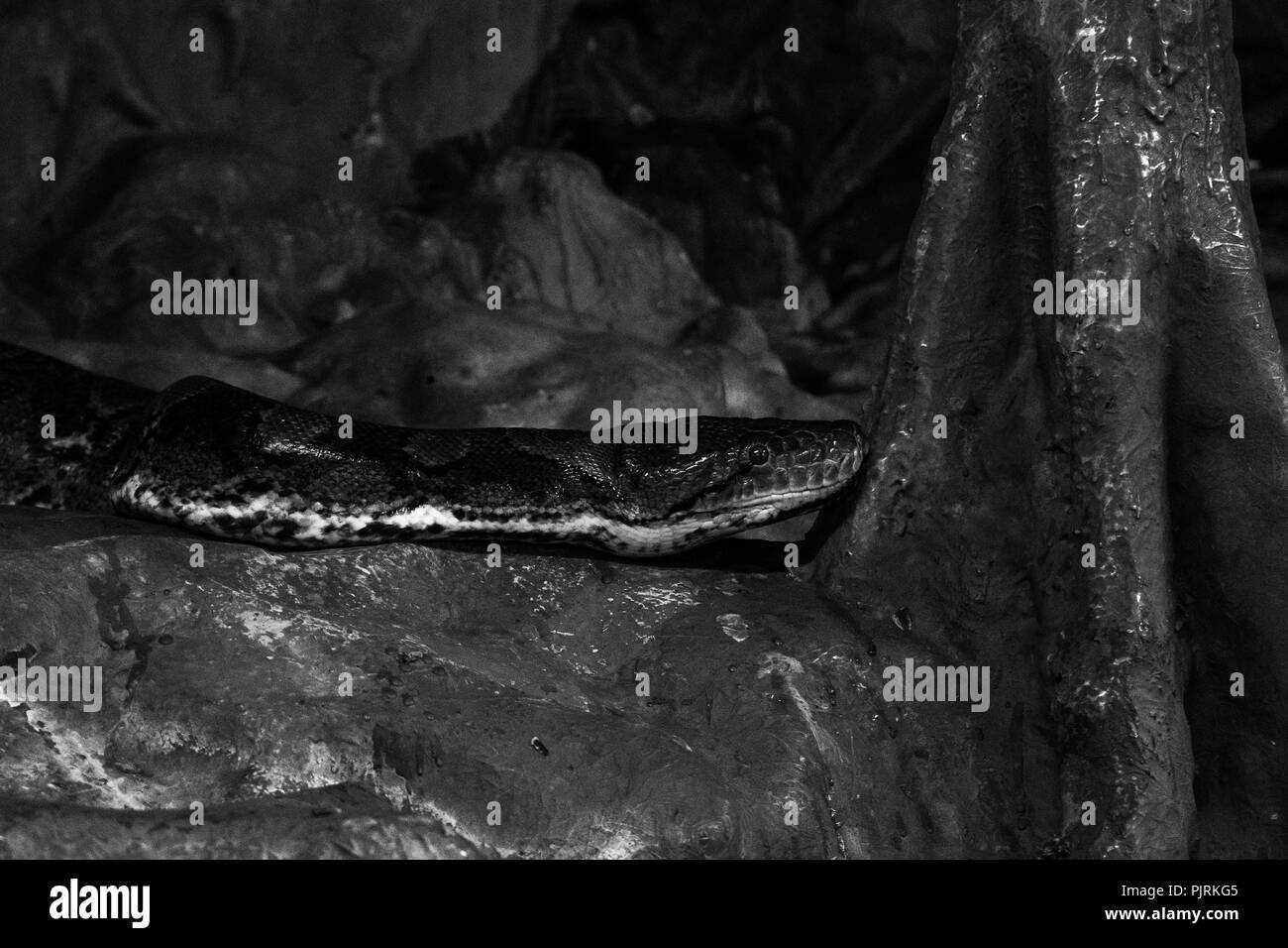 Silenzioso ed elegante, il serpente si muove attraverso le ombre, con la sua forma accattivante arricchita in bianco e nero. Foto Stock