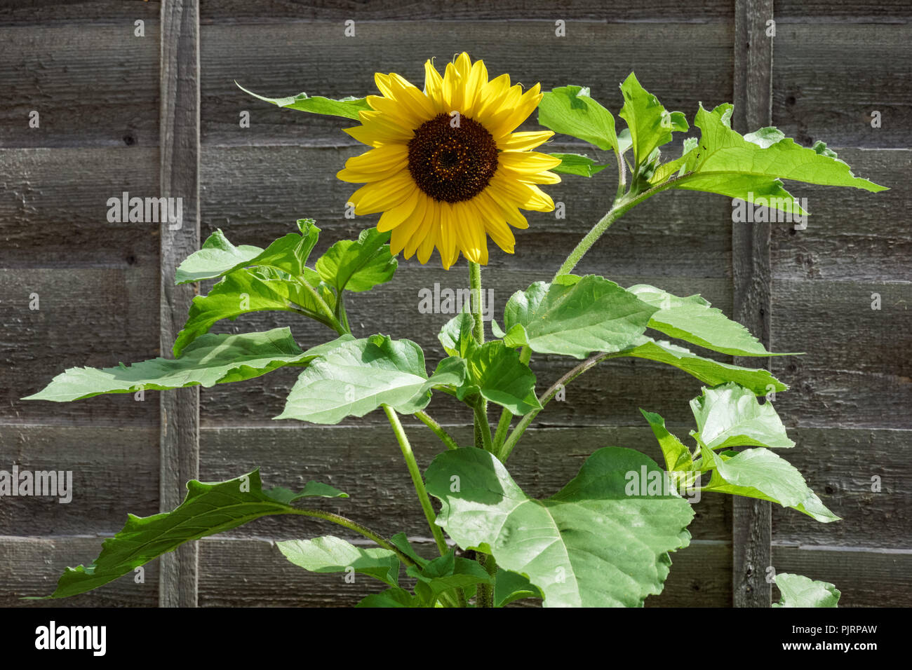 Girasole singolo contro una vecchia recinzione di legno Foto Stock