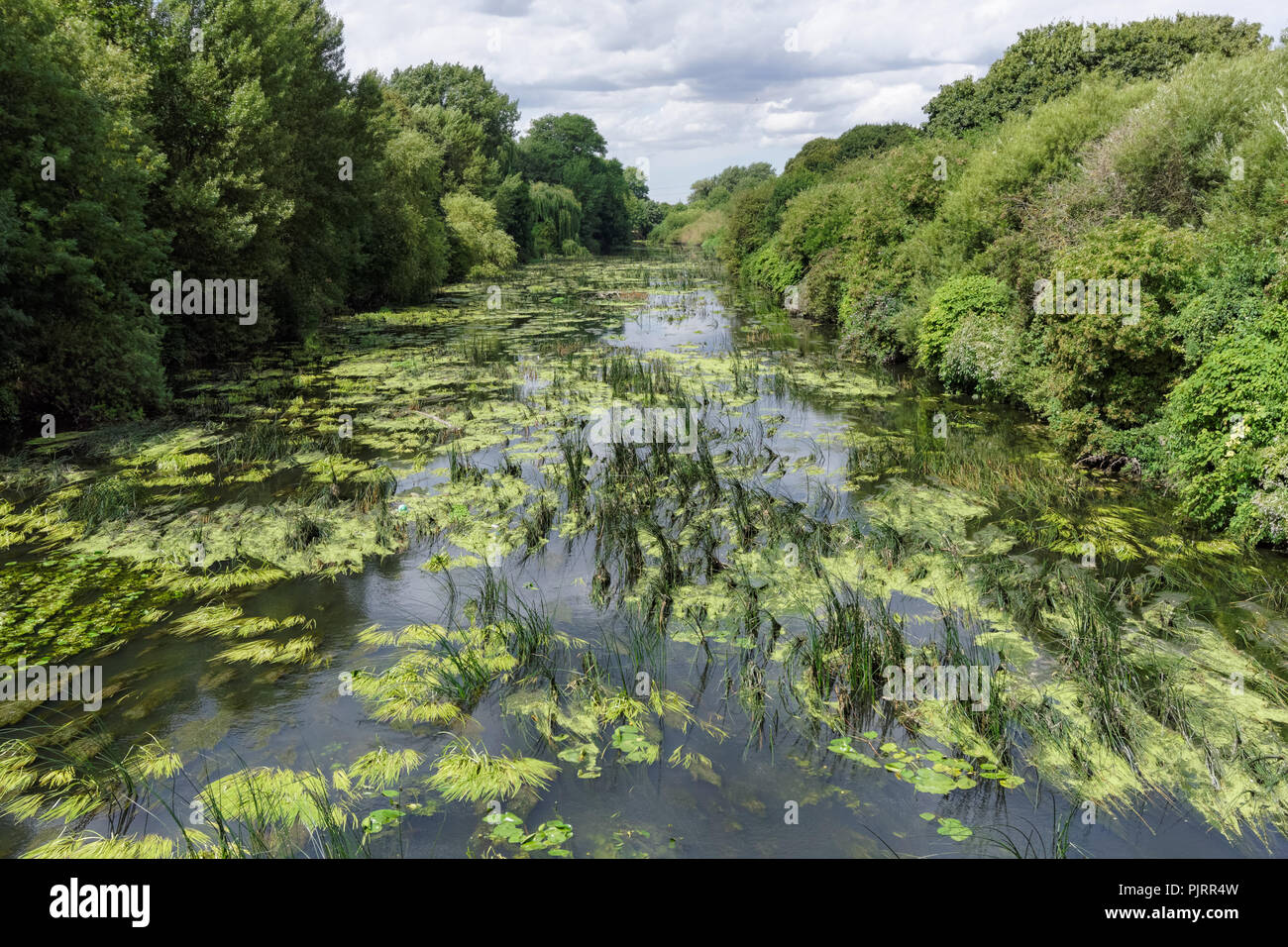 Fiume selvaggio pieno di piante verdi e fitta vegetazione Foto Stock