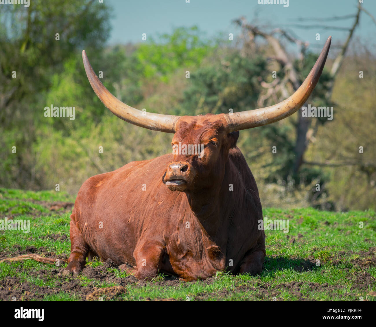 Watusi mucca seduto Foto Stock