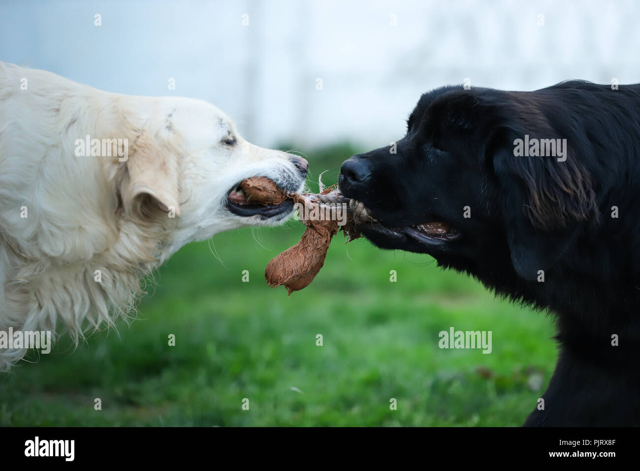 White golden retriever e nero cane di Terranova giocare rimorchiatore di guerra con un giocattolo per cane Foto Stock