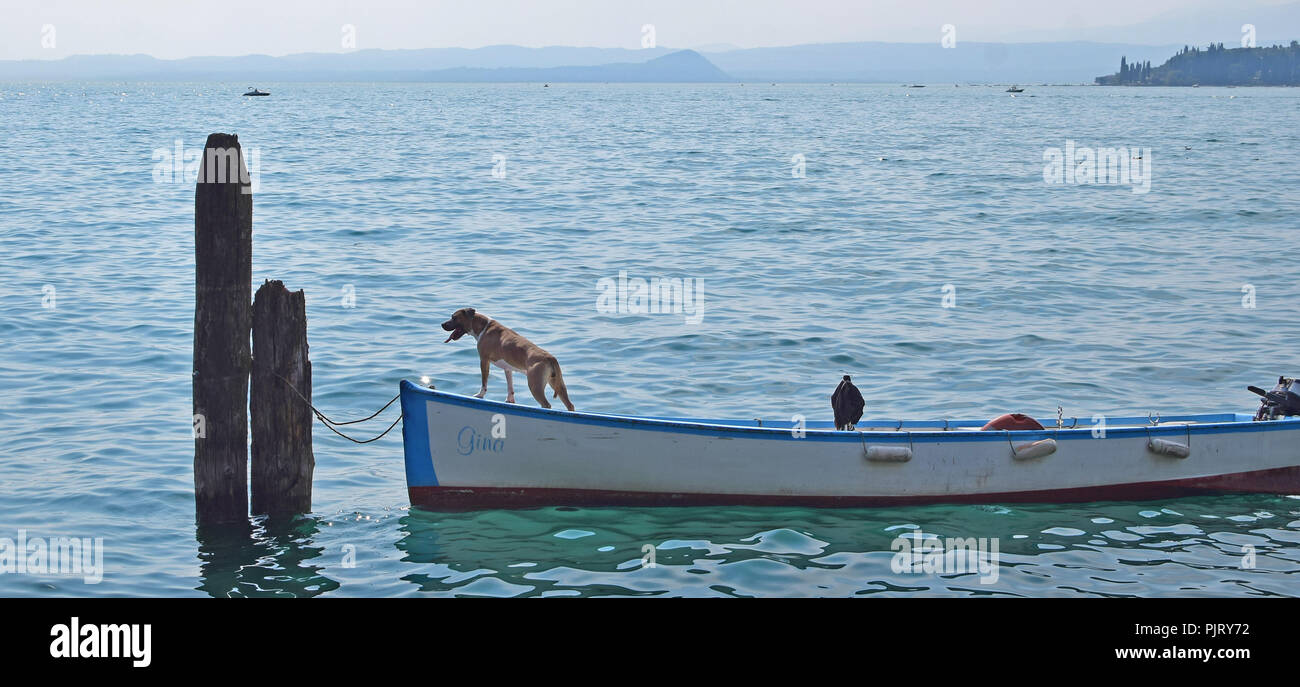 Cane su una barca sul Lago di Garda Foto Stock