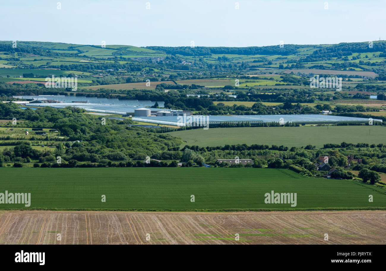 Grandi serre commerciali a Isle of Wight insalate, arreton valley, Isle of Wight, Regno Unito. Foto Stock