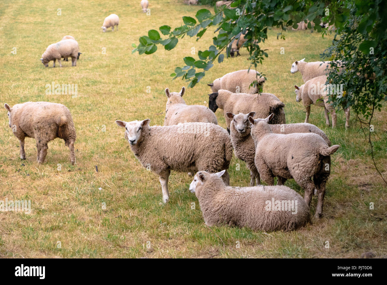 Pecore pascolano in un pascolo su una fattoria in Brecon Beacons, Galles Foto Stock
