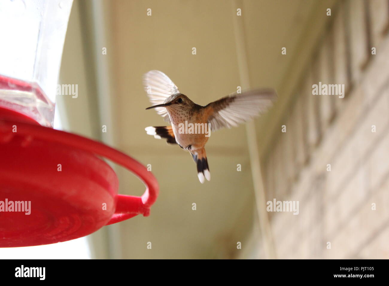 Ampia coda colibrì Foto Stock