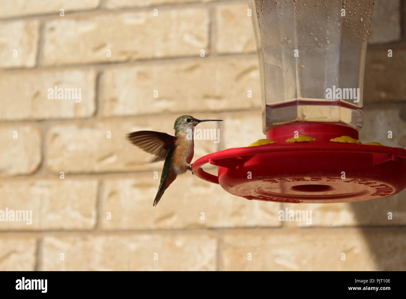 Ampia coda colibrì Foto Stock