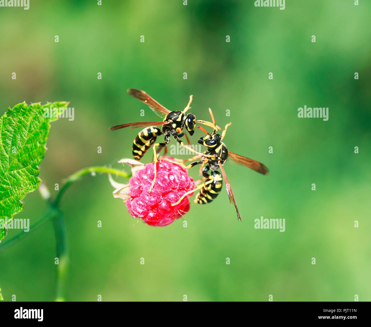 Insetti pericolosi vespe sono volato in giardino per il profumo di maturo e succoso lamponi e attaccato la sua Foto Stock