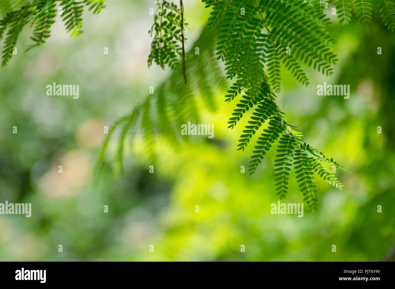 Royal Poinciana o Delonix regia foglie verdi. È anche noto come Flame Tree. Foto Stock