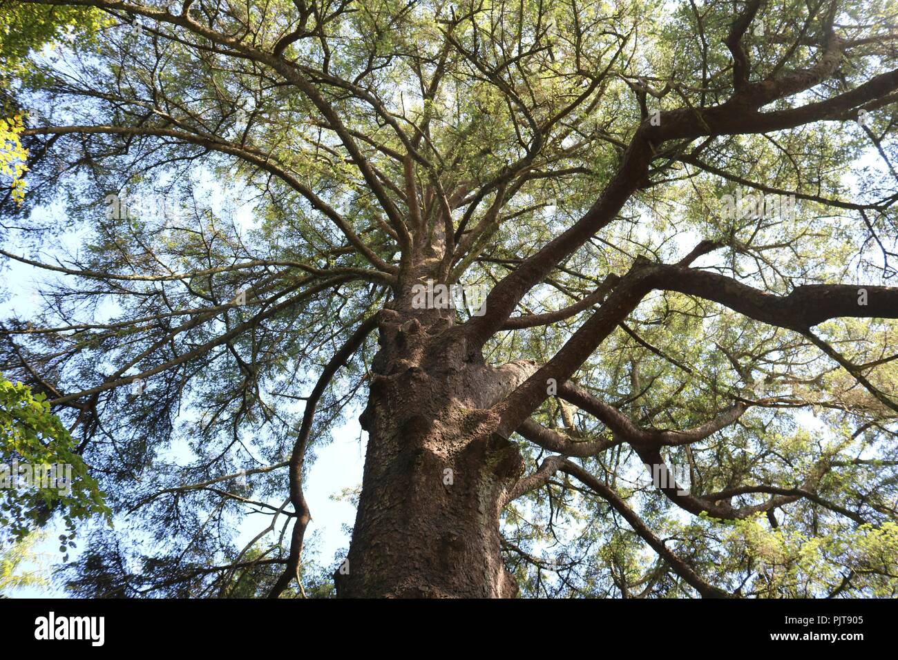 Albero vicino a Castlefreke, Co. Cork Foto Stock