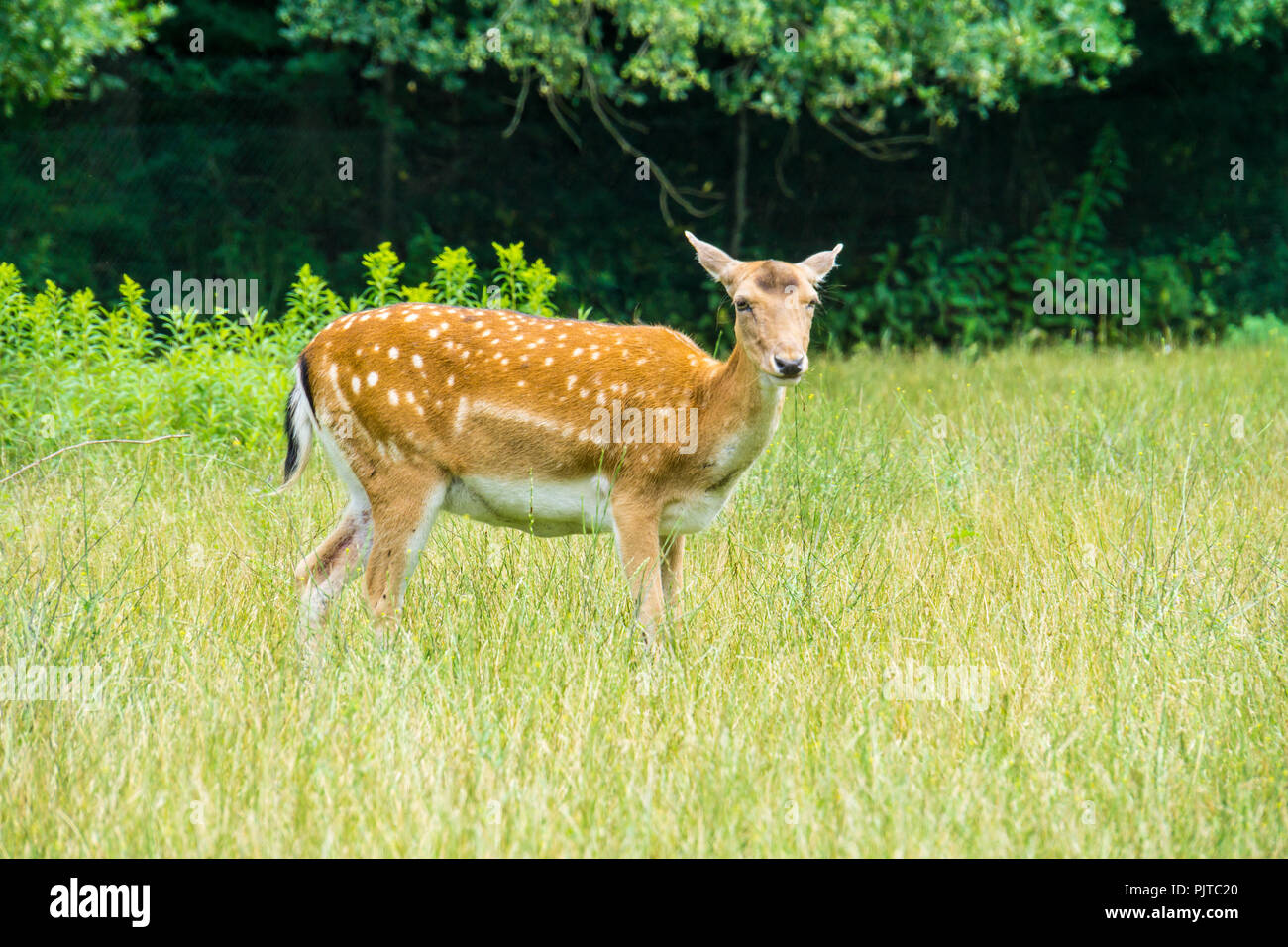 Curioso il cervo cercando sul prato verde Foto Stock