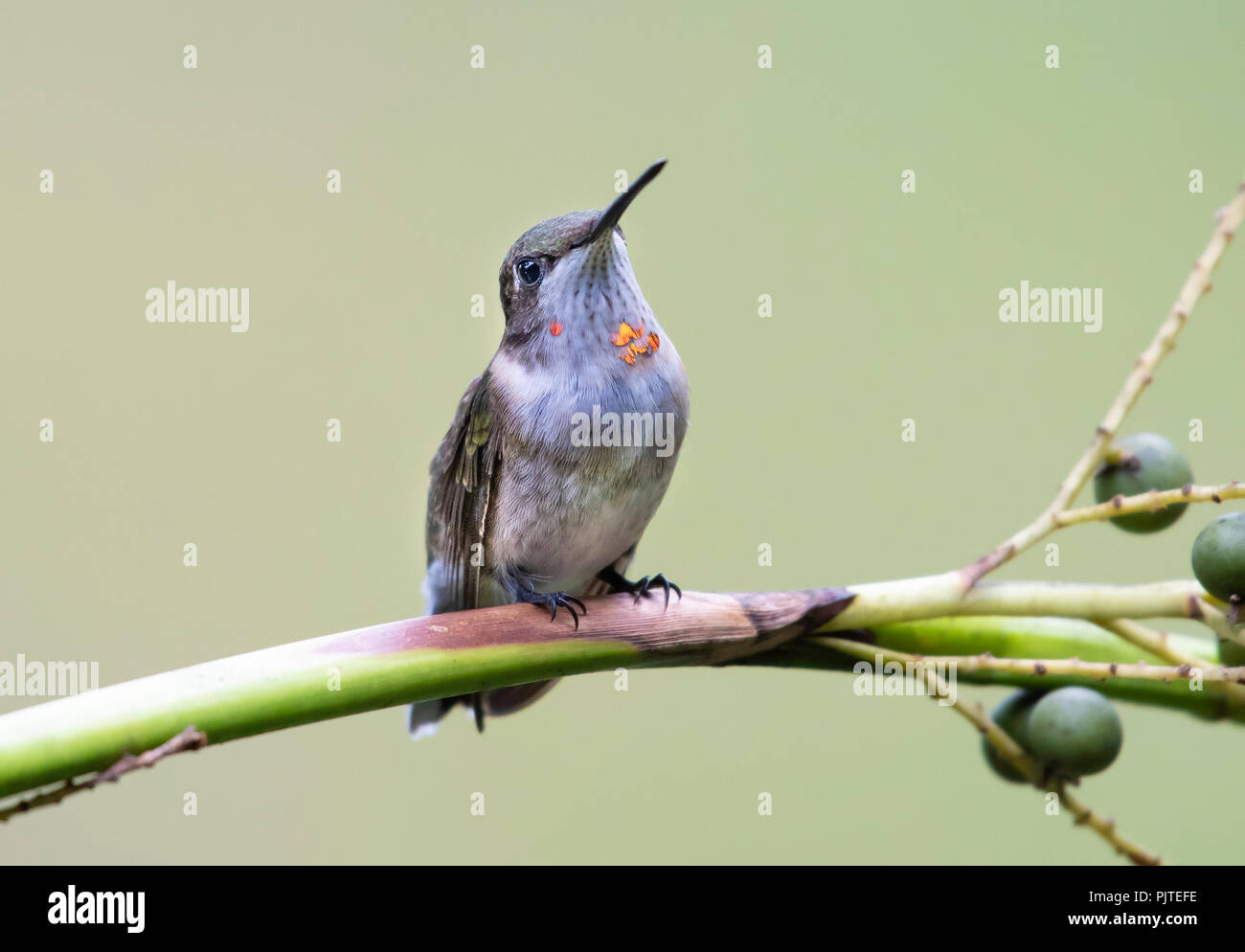 Un bambino maschio ruby-throated hummingbird, archilochus colubris, posatoi su un ramo in Red River National Wildlife Refuge. Foto Stock