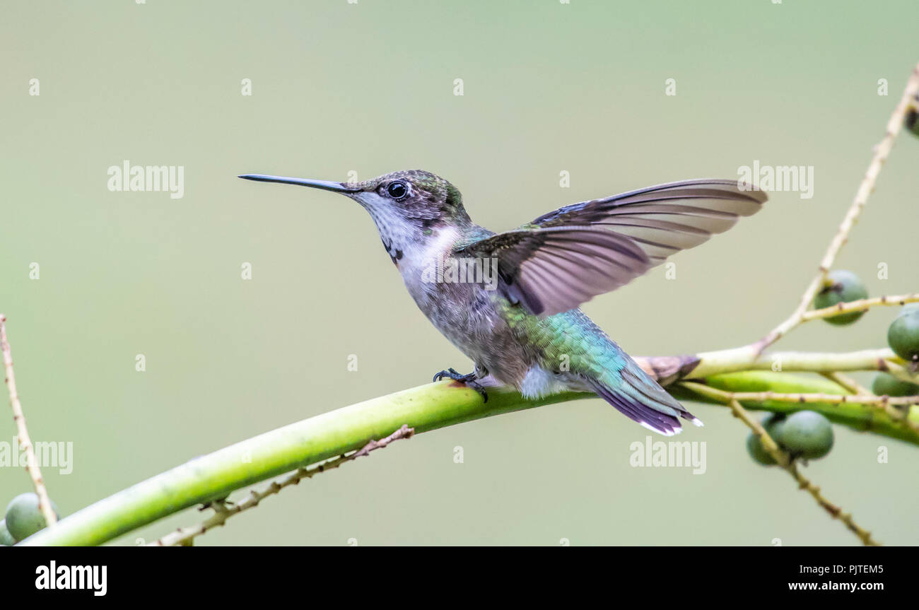 Un bambino maschio ruby-throated hummingbird, archilochus colubris, posatoi su un ramo in Red River National Wildlife Refuge. Foto Stock