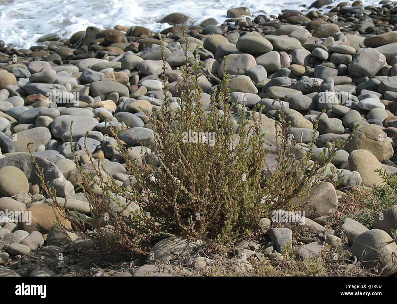 Bassia hyssopifolia NPS. Foto Stock