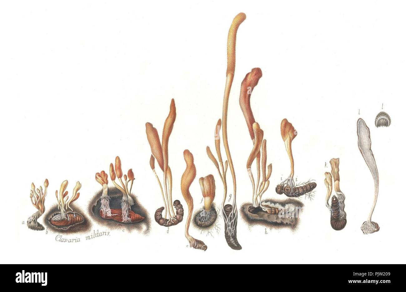 Beata Ruris Otia Fungis Danicis Impensa 7. Foto Stock