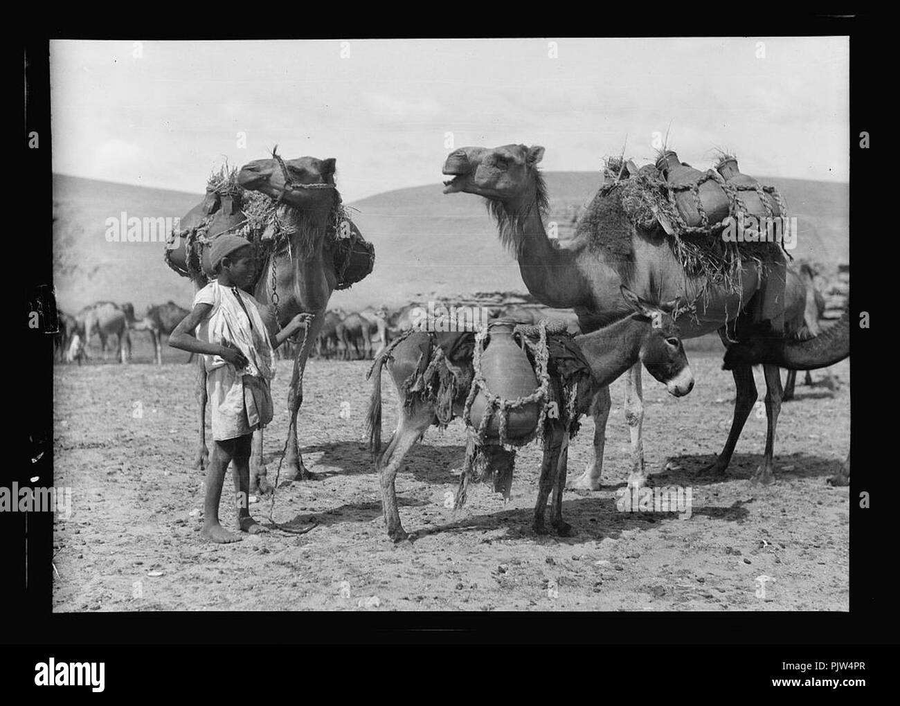 Beersheba e dintorni. (Birra Saba). Portando acqua al camp. Vasi su cammelli e asini Foto Stock