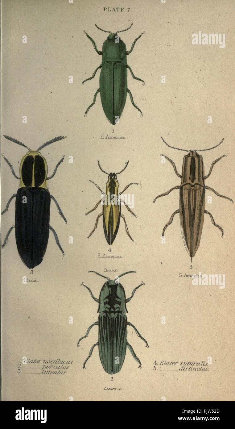 Coleotteri (piastra 7) Foto Stock