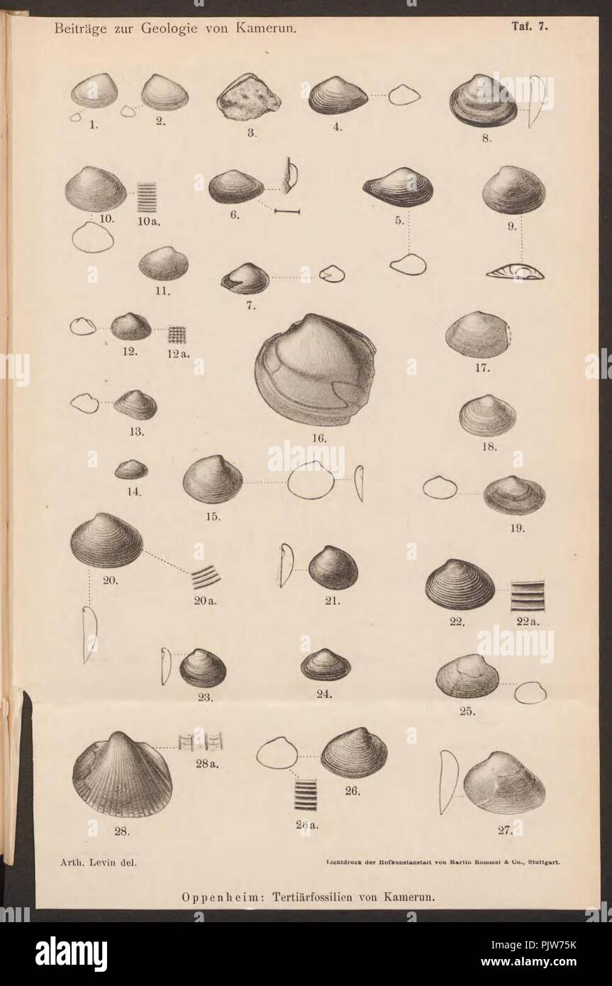 Beiträge zur geologiche von Kamerun (TAF. 7) Foto Stock