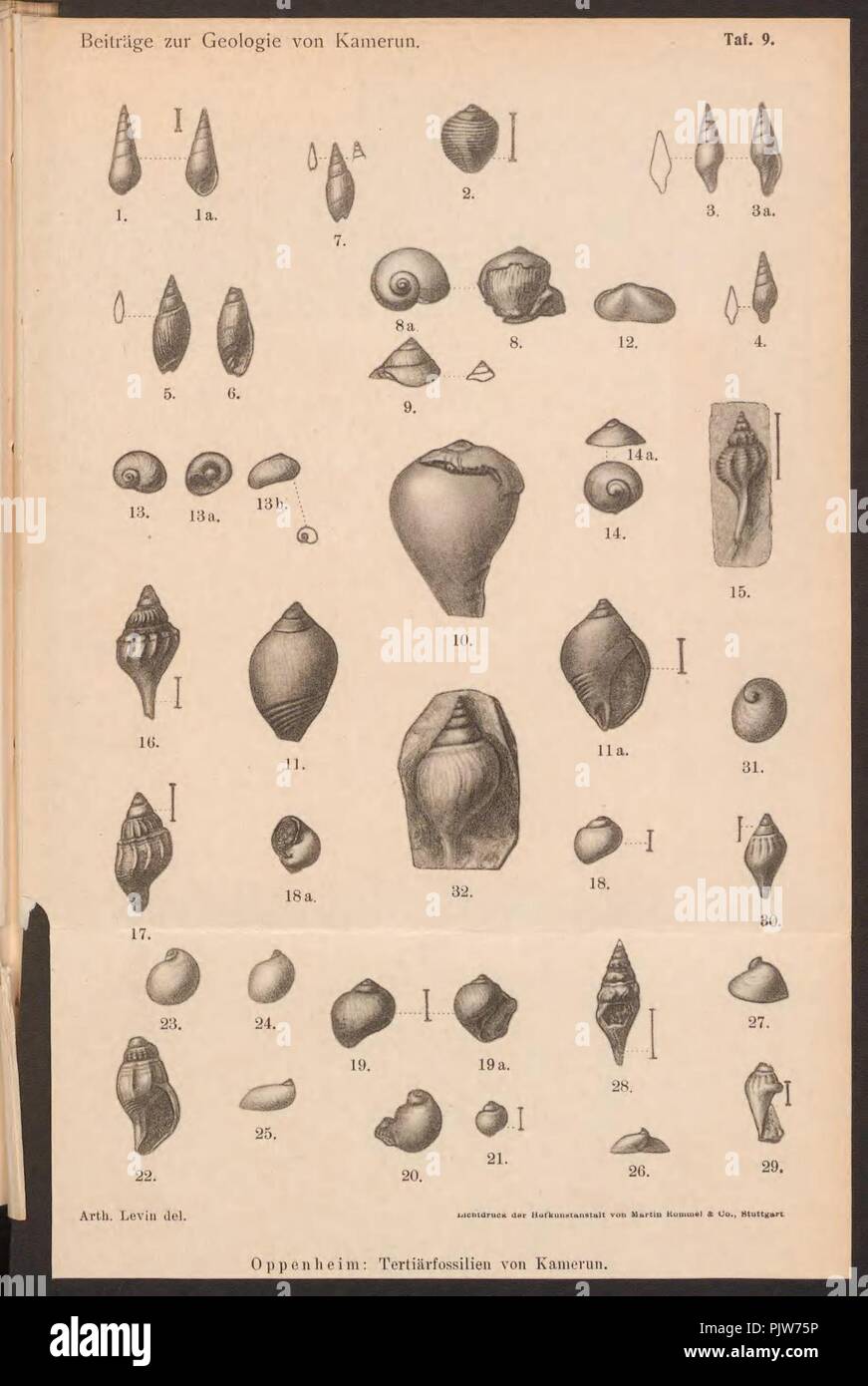 Beiträge zur geologiche von Kamerun (TAF. 9) Foto Stock