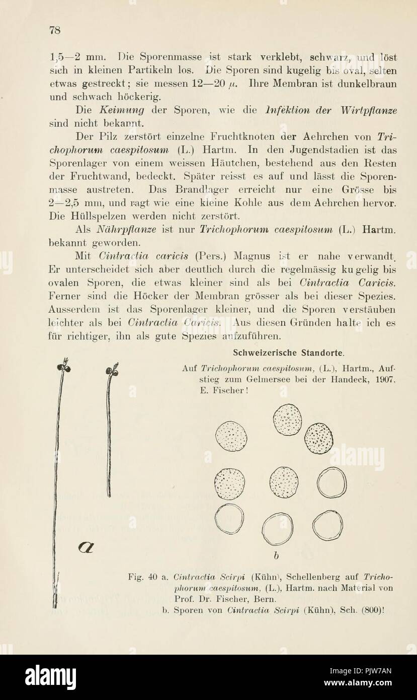 Beiträge zur Kryptogamenflora der Schweiz (pagina 78) Foto Stock