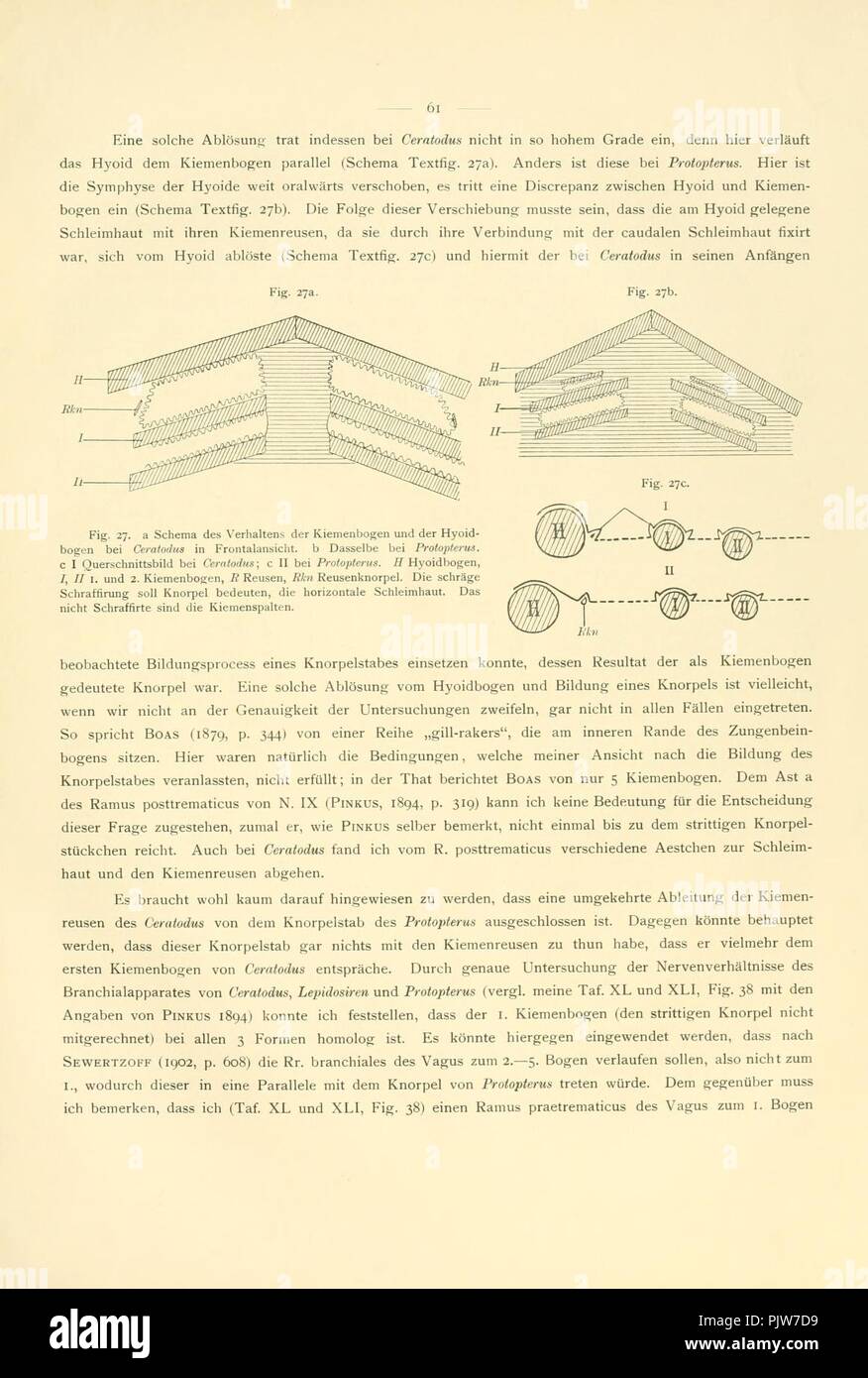 Beiträge zur morphologie des skeletes der dipnoer (pagina 61, Figg. 27a-c) Foto Stock