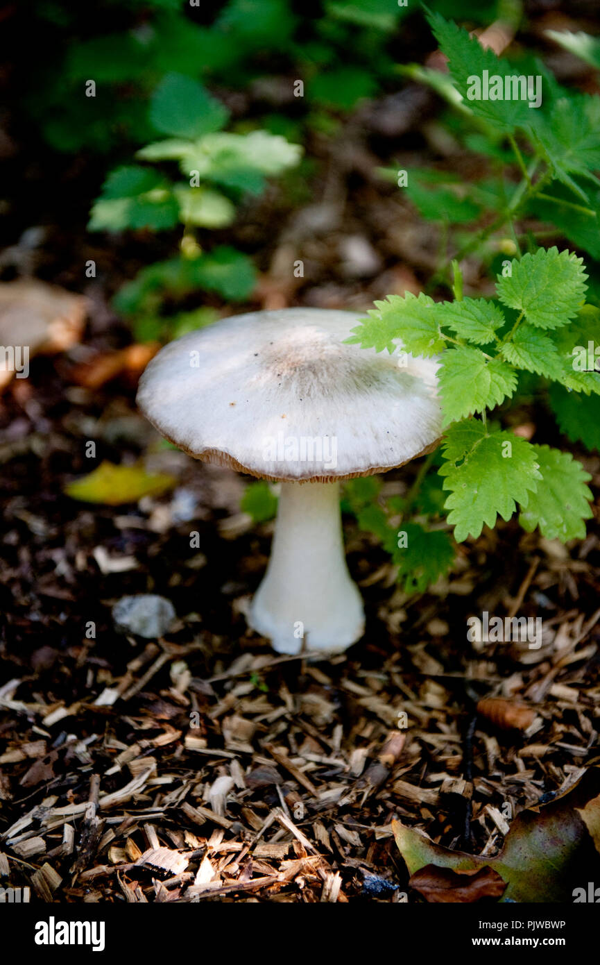 La Hof Ter Saksen castello e dominio di Beveren (Belgio, 14/09/2008) Foto Stock