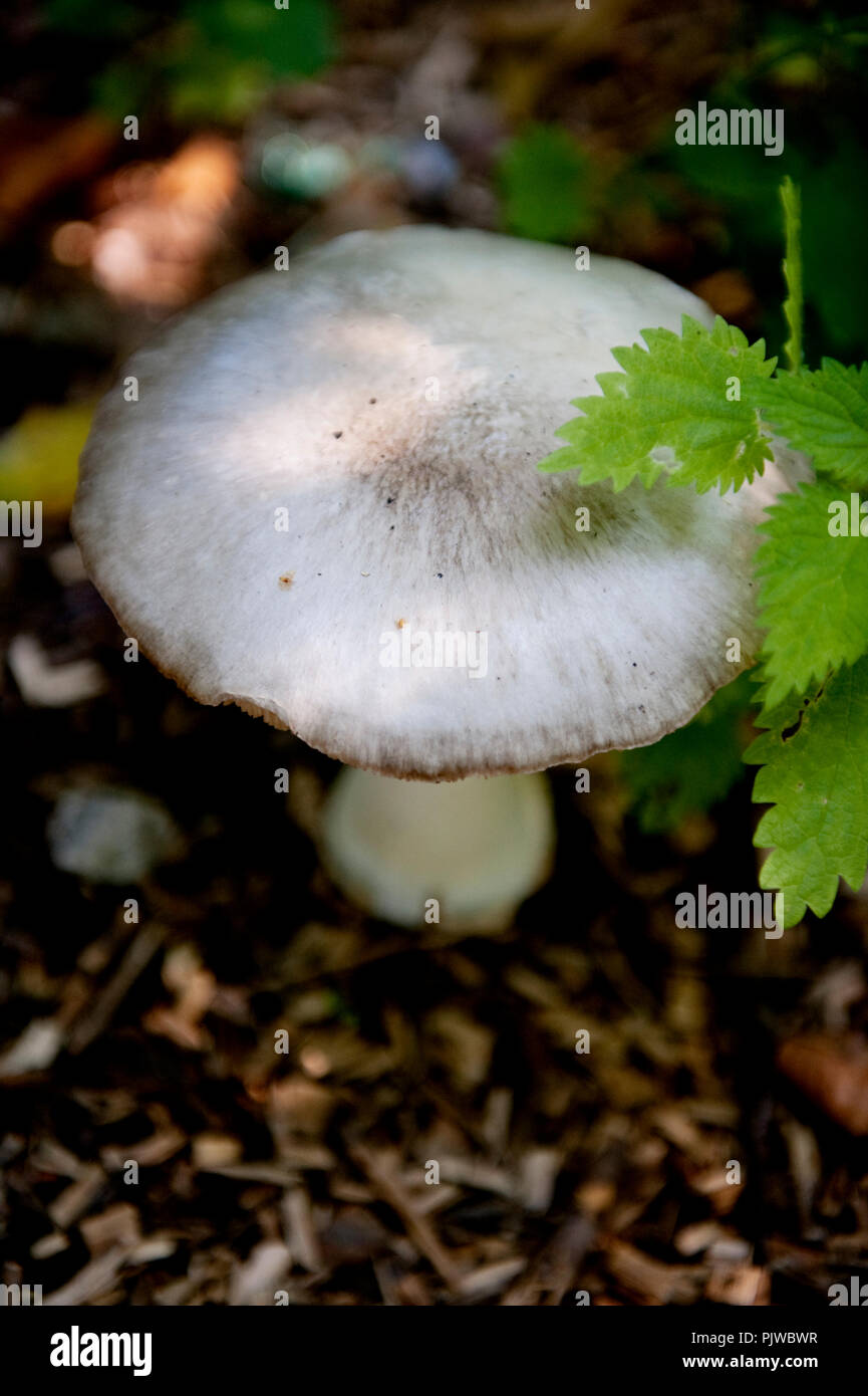 La Hof Ter Saksen castello e dominio di Beveren (Belgio, 14/09/2008) Foto Stock