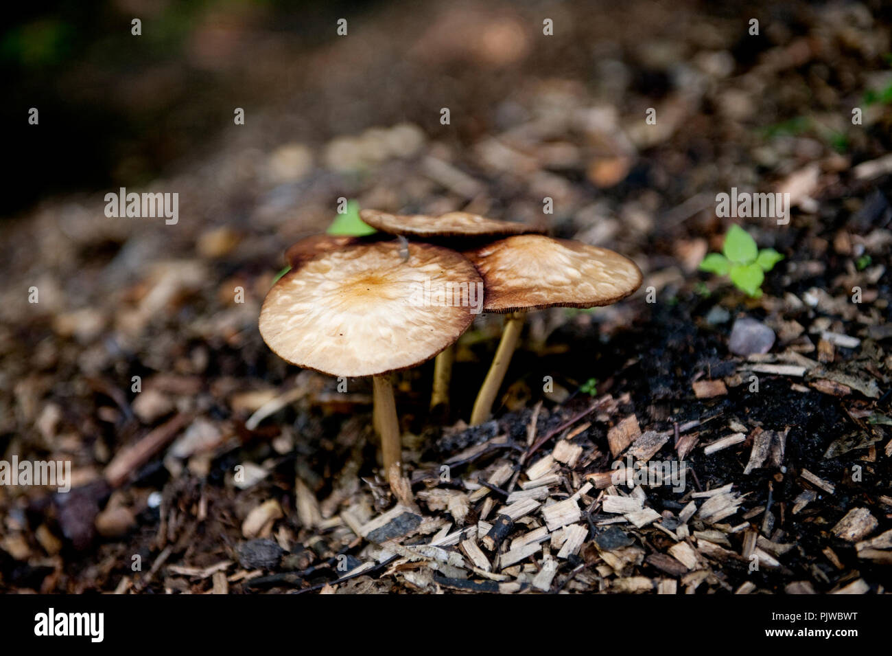 La Hof Ter Saksen castello e dominio di Beveren (Belgio, 14/09/2008) Foto Stock