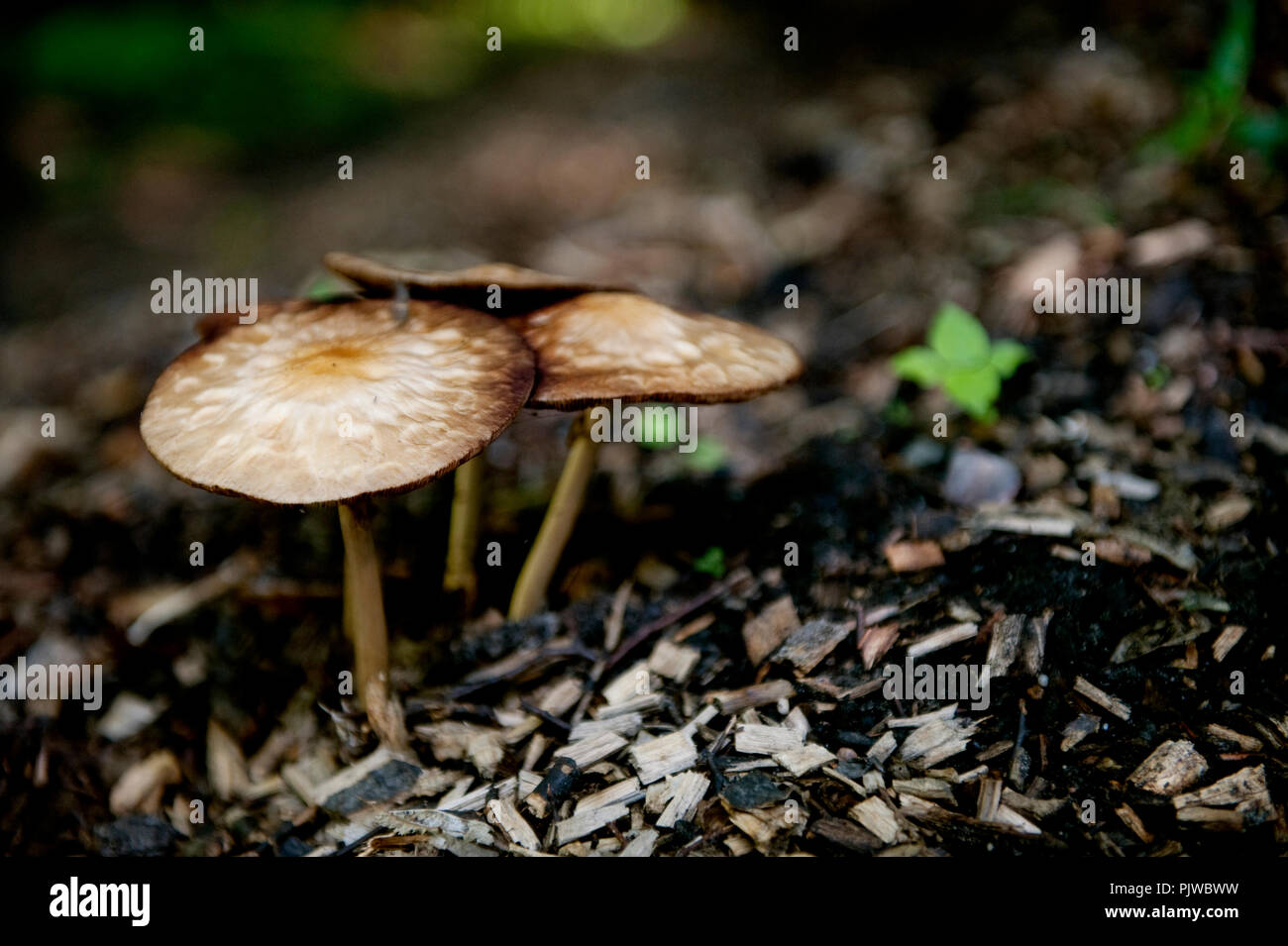 La Hof Ter Saksen castello e dominio di Beveren (Belgio, 14/09/2008) Foto Stock