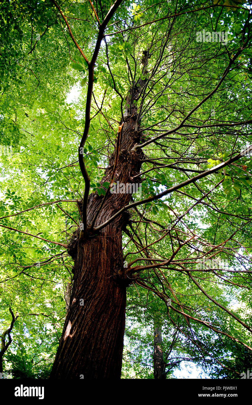 La Hof Ter Saksen castello e dominio di Beveren (Belgio, 14/09/2008) Foto Stock