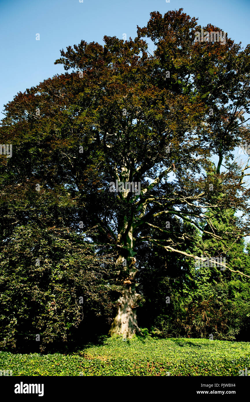 La Hof Ter Saksen castello e dominio di Beveren (Belgio, 14/09/2008) Foto Stock