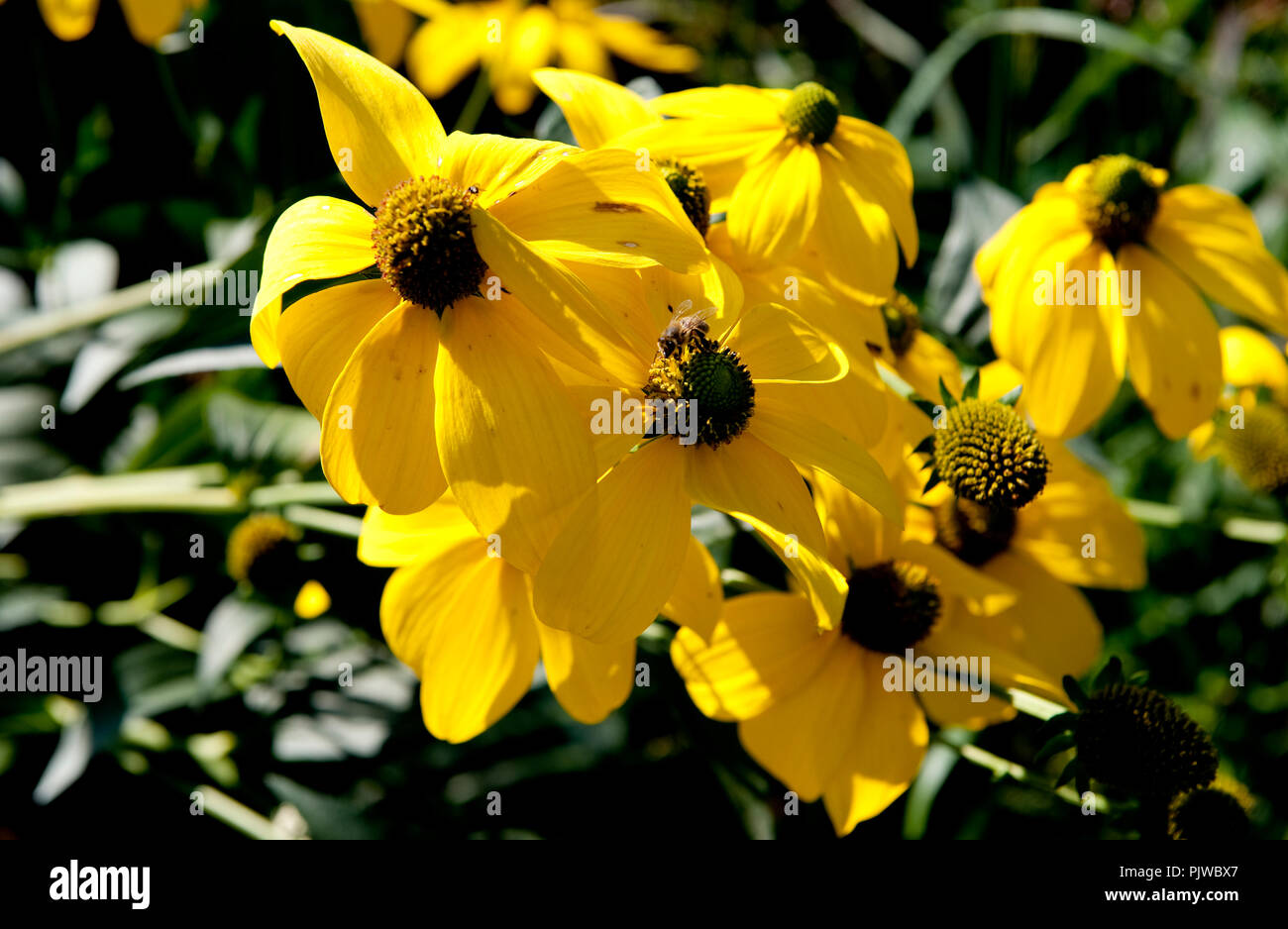 La Hof Ter Saksen castello e dominio di Beveren (Belgio, 14/09/2008) Foto Stock