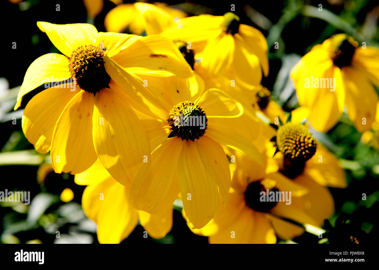 La Hof Ter Saksen castello e dominio di Beveren (Belgio, 14/09/2008) Foto Stock