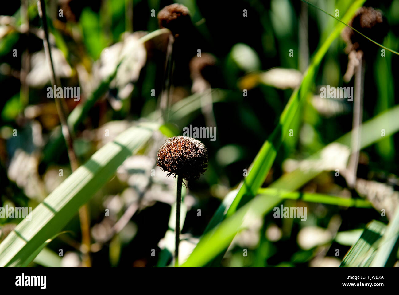 La Hof Ter Saksen castello e dominio di Beveren (Belgio, 14/09/2008) Foto Stock