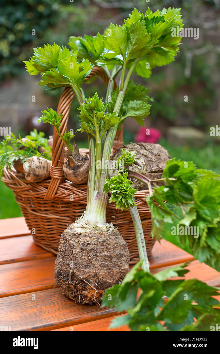 Il sedano e cesto di vimini con vegetali di radice. Foto Stock