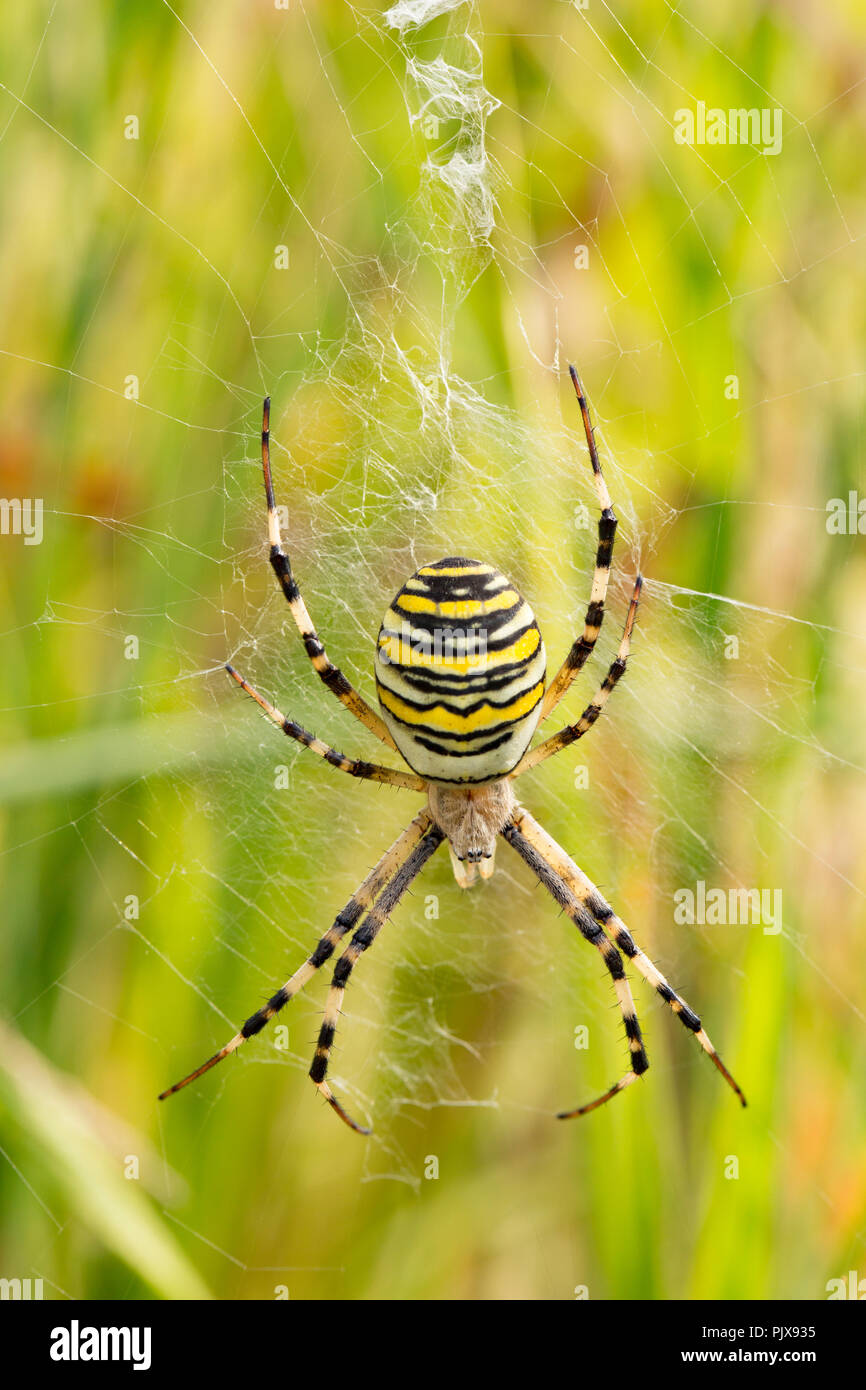 Una vespa ragno, Argiope bruennichi, nel suo web in un prato a nord di Dorset. La Wasp spider è una specie introdotta nel Regno Unito ed è trovato nel sout Foto Stock