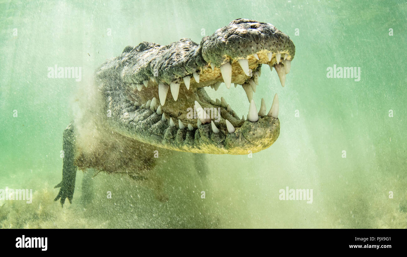 American coccodrillo di acqua salata con ganasce aperte, Chinchorro banche, Messico Foto Stock