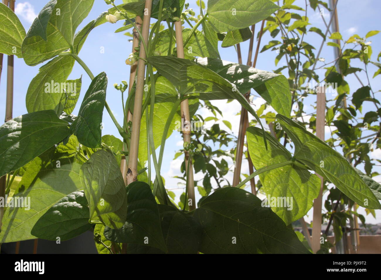 Foglia verde contro la luce con struttura cellulare Foto Stock