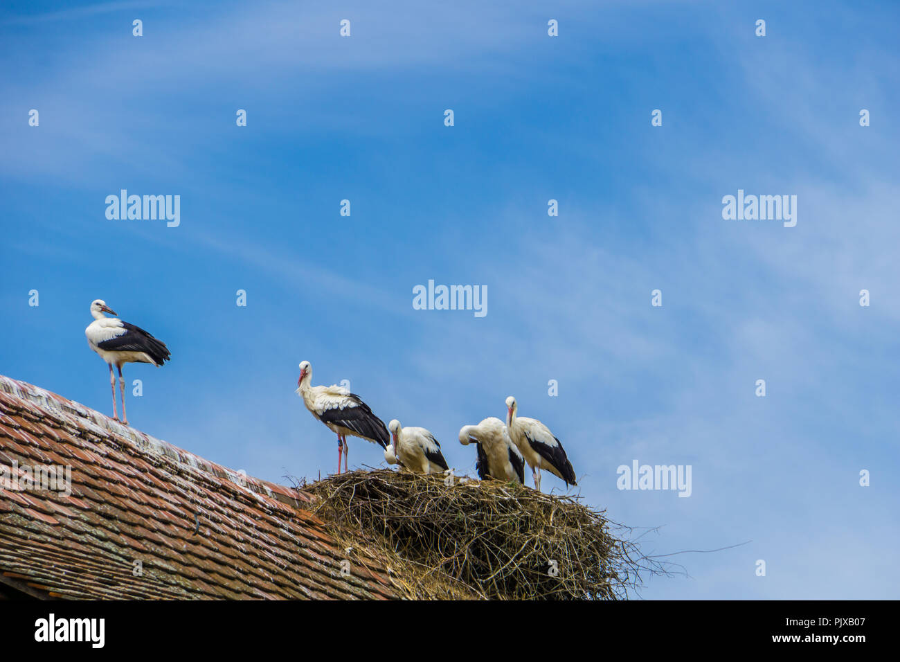 Molte cicogne su un nido su una casa Foto Stock