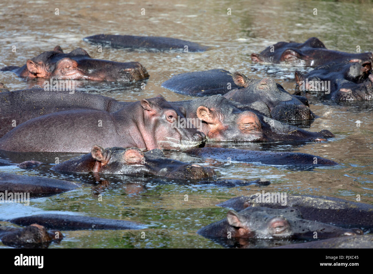 Il Masai Mara riserva nazionale, Kenya, Africa - ippopotami dormire in un fiume con un vitello svegli Naboisho Conservancy Foto Stock