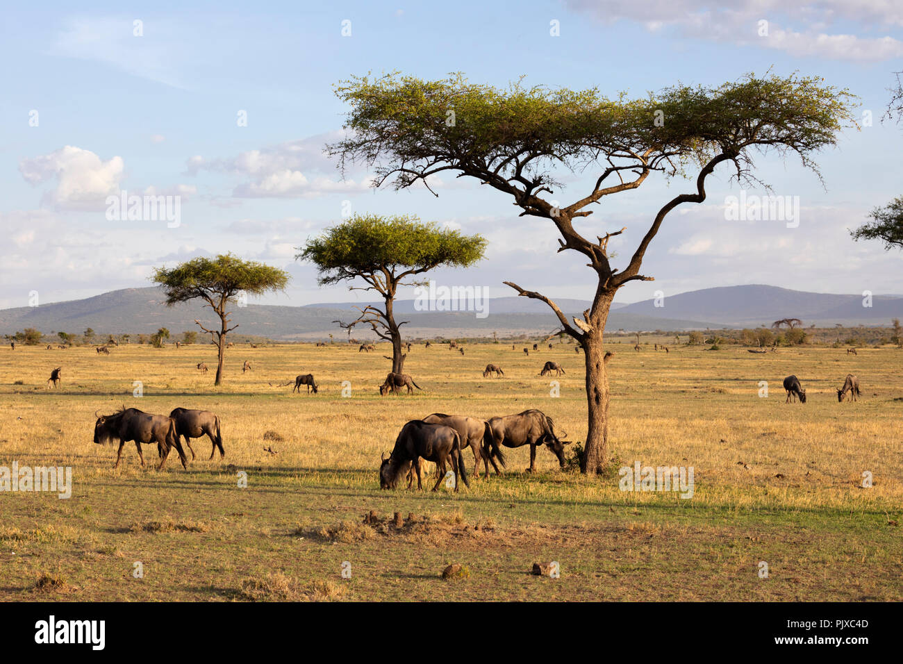 Il Masai Mara riserva nazionale, Kenya, Africa - Gnu pascolano nella Naboisho Conservancy con alberi di acacia e le montagne in sera la luce solare Foto Stock