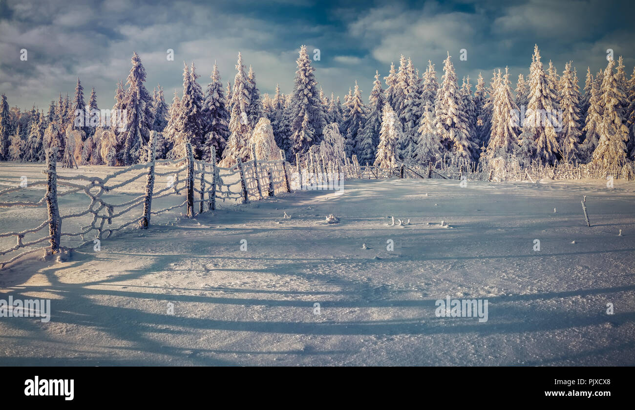 Soleggiato paesaggio invernale nella foresta. Uno stile rétro Foto Stock