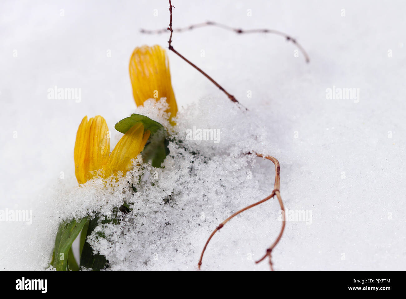 Dettaglio della fioritura aconitum invernale sulla neve Foto Stock