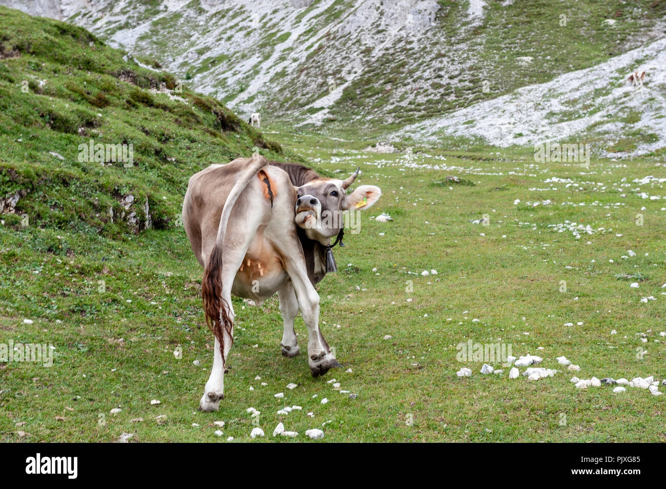 Una mucca leccare il suo retro di pascolare su un prato di alta montagna in Tre Cime Parco Nazionale delle Dolomiti italiane un pomeriggio estivo Foto Stock